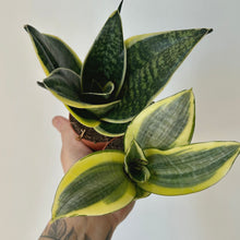 Load image into Gallery viewer, Sansevieria Trifasciata Hahnii 2.5” pot
