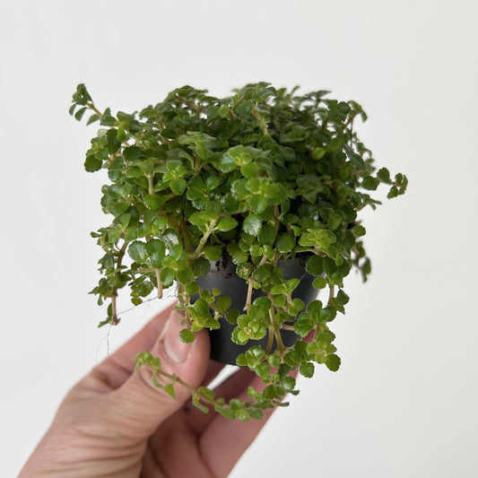 Pilea depressa 2.5” pot