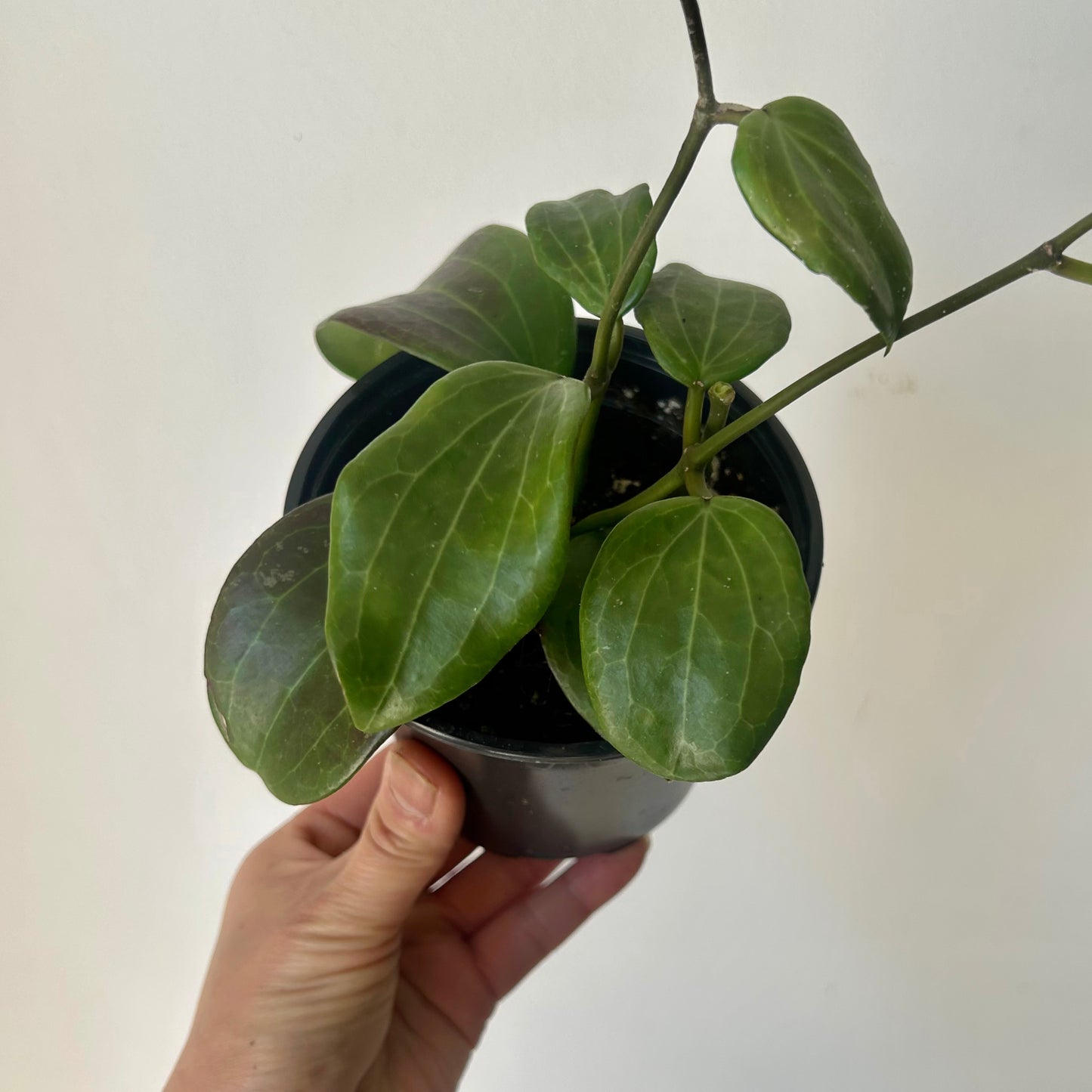 Hoya Qinquenervia 4” pot
