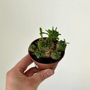 Euphorbia bupleurifolia x susannae 3” pot