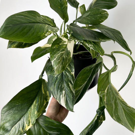 Variegated Monstera lechleriana 6” pot