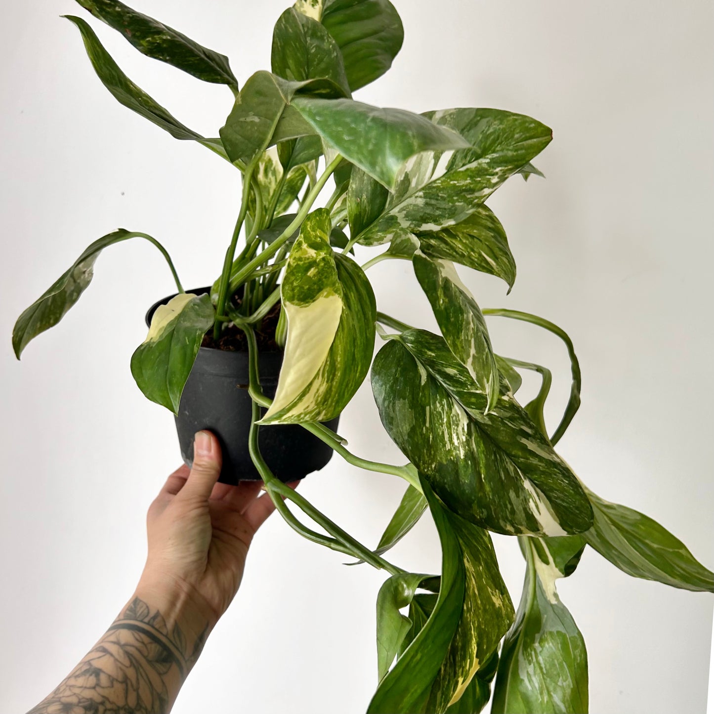 Variegated Monstera lechleriana 6” pot