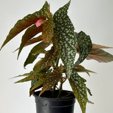 Load image into Gallery viewer, Begonia Maculata “Double Dot” 4” pot
