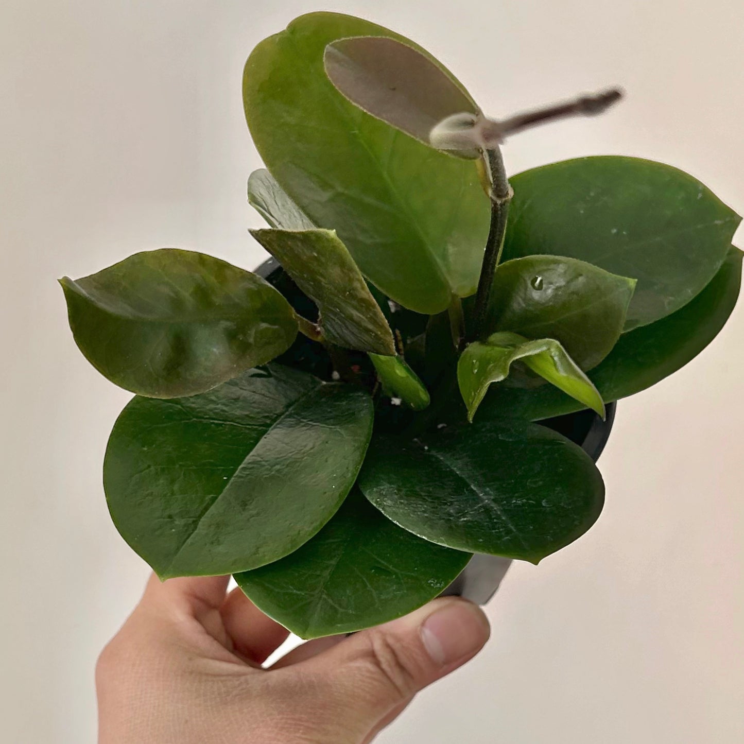 Hoya australis 3.5” pot