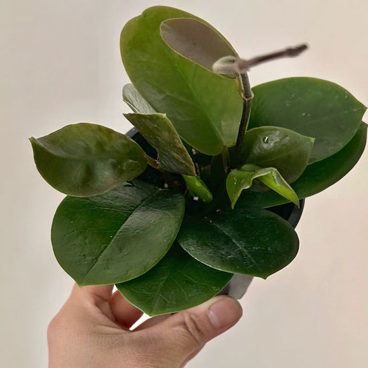 Hoya australis 3.5” pot