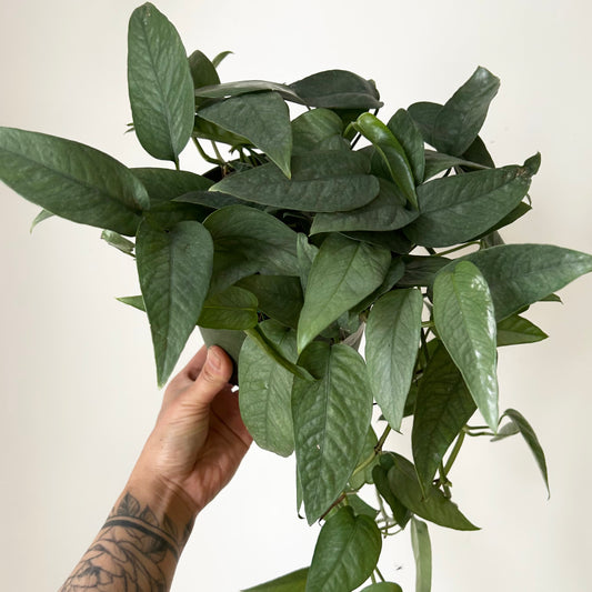 Cebu Blue Pothos 6” pot