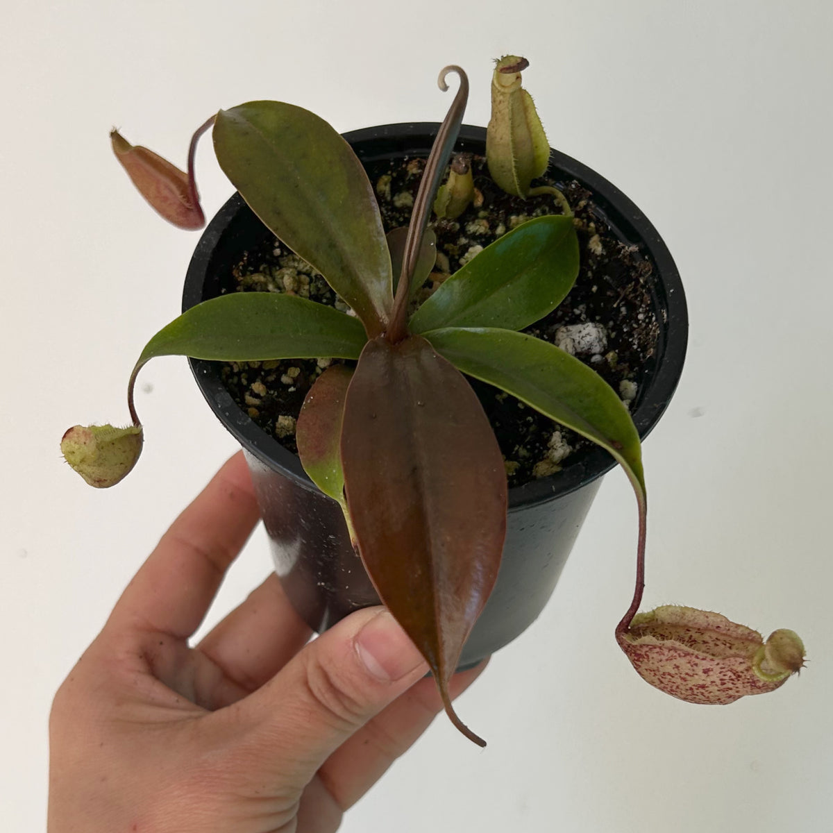 Nepenthes × hookeriana 3.5” pot