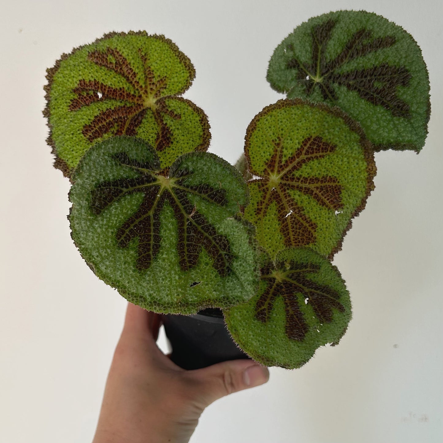 Begonia Masoniana"Iron Cross” 3.5”pot