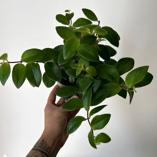 Lipstick Plant (Aeschynanthus Pulcher) 4” pot