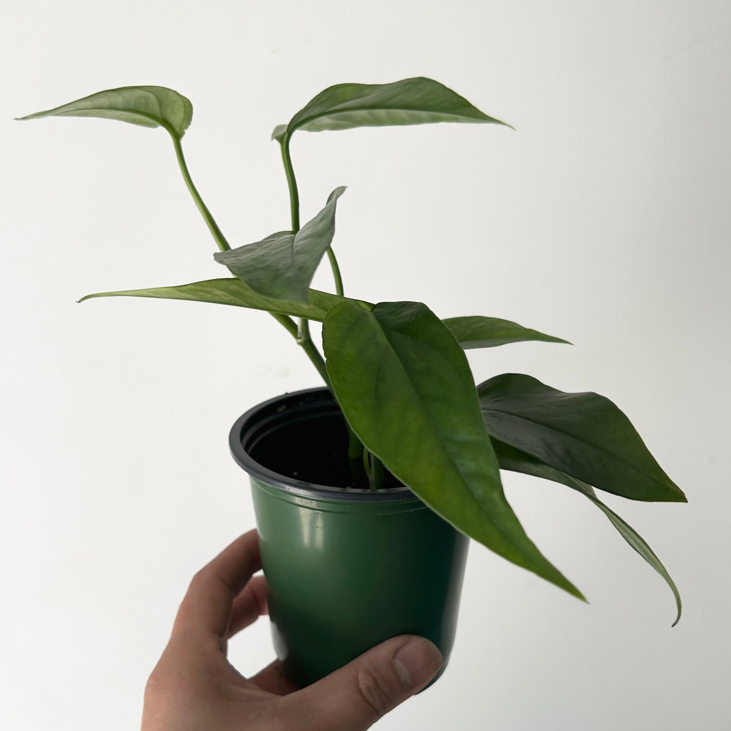 Pothos ‘Baltic Blue’ 3.5” pot