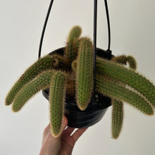 Load image into Gallery viewer, Golden Rat Tail Trailing Cactus (Cleistocactus winteri ) 6” hanging basket
