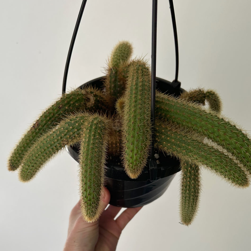 Golden Rat Tail Trailing Cactus (Cleistocactus winteri ) 6” hanging basket