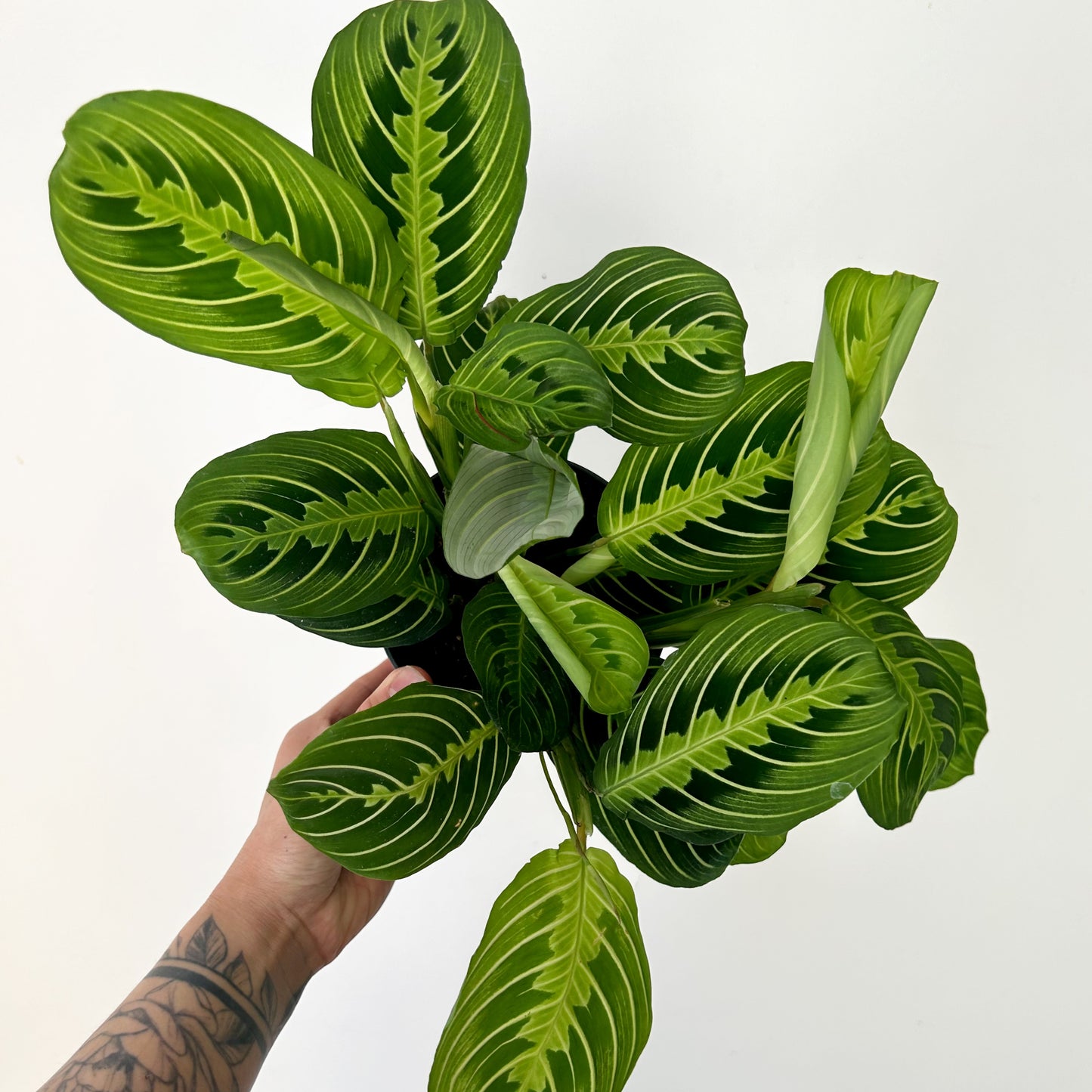 Prayer Plant (Maranta) “Lemon Lime” 5” pot