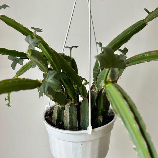 Grape Veldt (Cissus quadrangularis) 6” hanging basket
