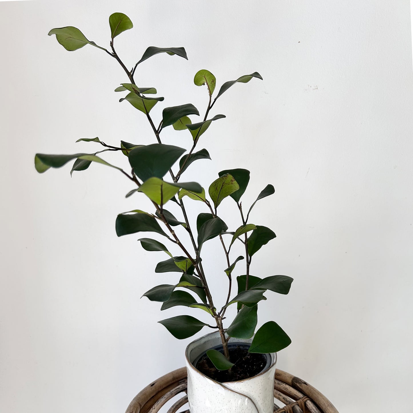 Natal Fig (Ficus natalensis) 4” pot