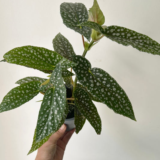 Begonia Maculata ‘White Ice’ 4” pot