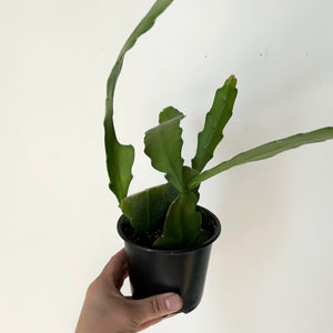 Orchid Cactus (Epiphyllum) 4” pot