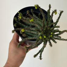 Load image into Gallery viewer, Euphorbia “Medusa’s Head” (Flanaganii) 5” pot
