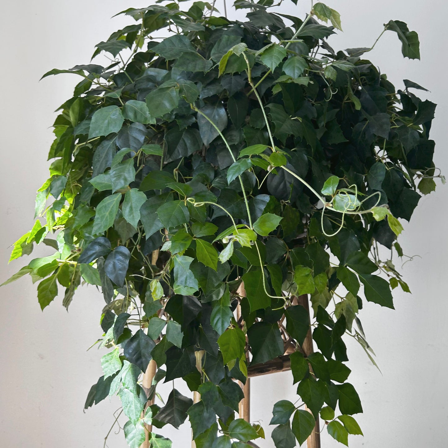 Grape Ivy (Cissus Rhombifolia) 10” Hanging Basket