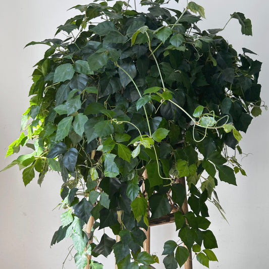 Grape Ivy (Cissus Rhombifolia) 10” Hanging Basket
