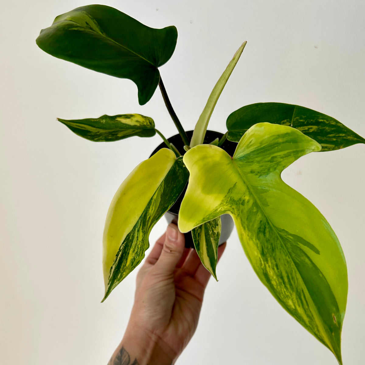 Variegated Philodendron “Florida Beauty” 4”pot