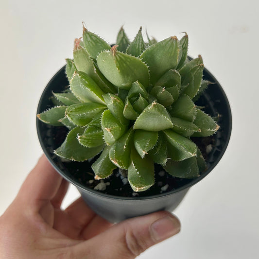 Haworthia cymbiformis var setulifera 3.5” pot