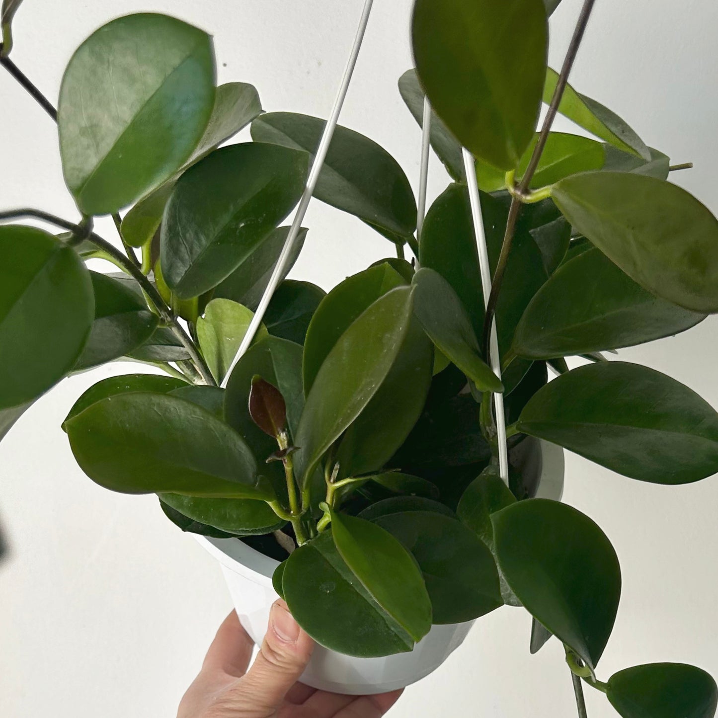 Hoya Australis 6” hanging basket