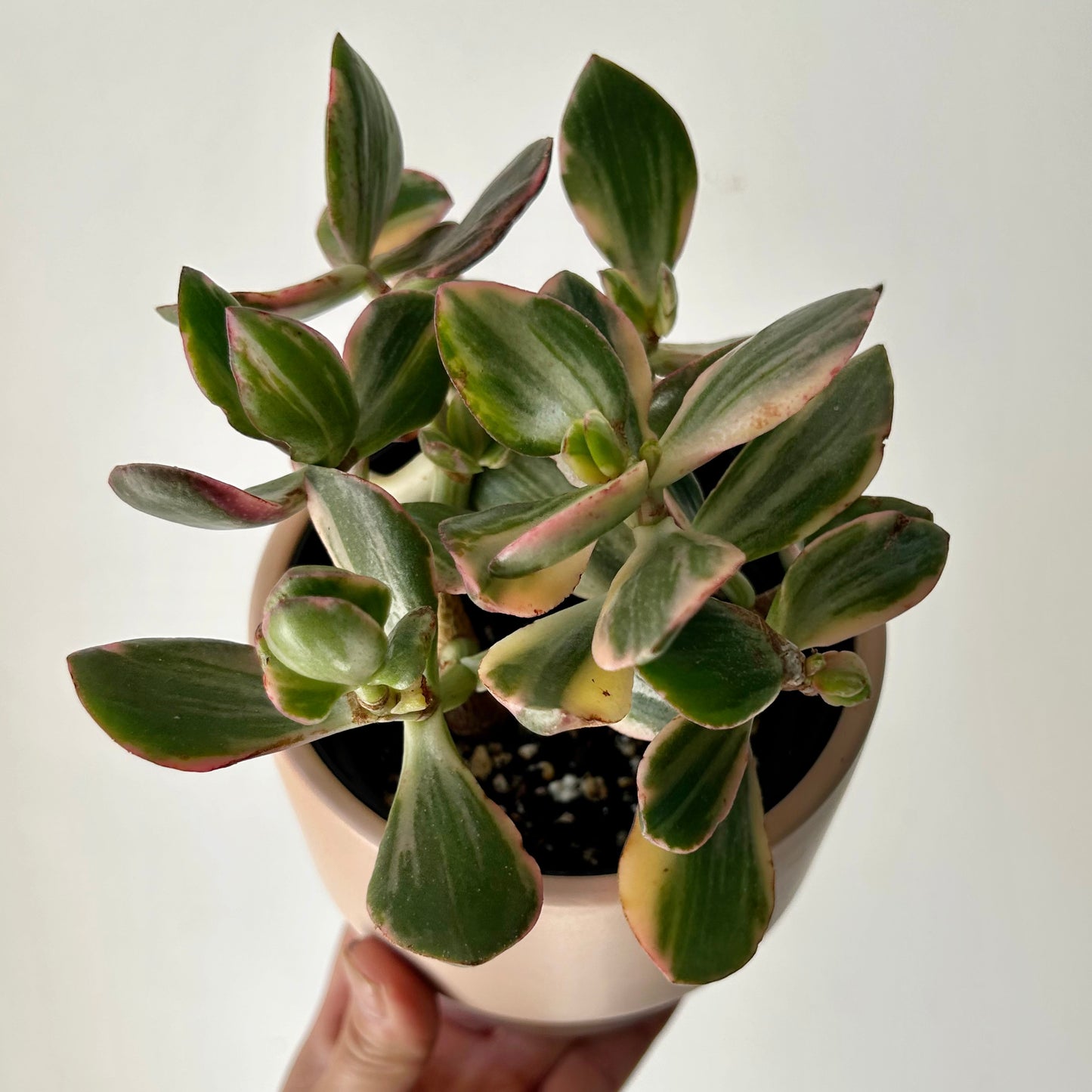 Variegated Jade Succulent  (Crassula Ovata Tricolour) 4”pot
