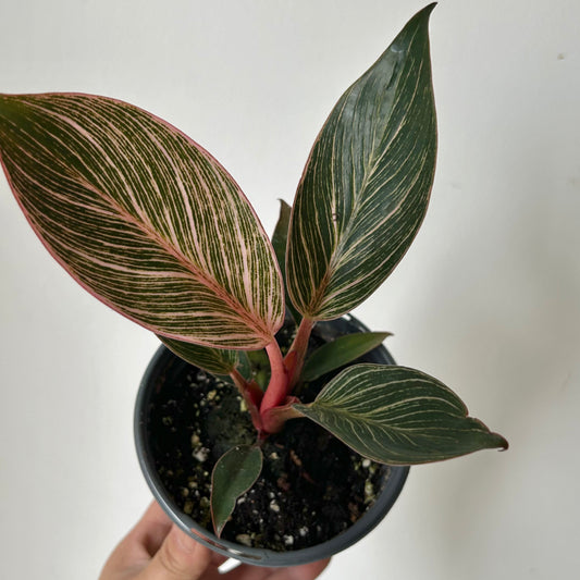 Pink Philodendron Birkin 4”pot