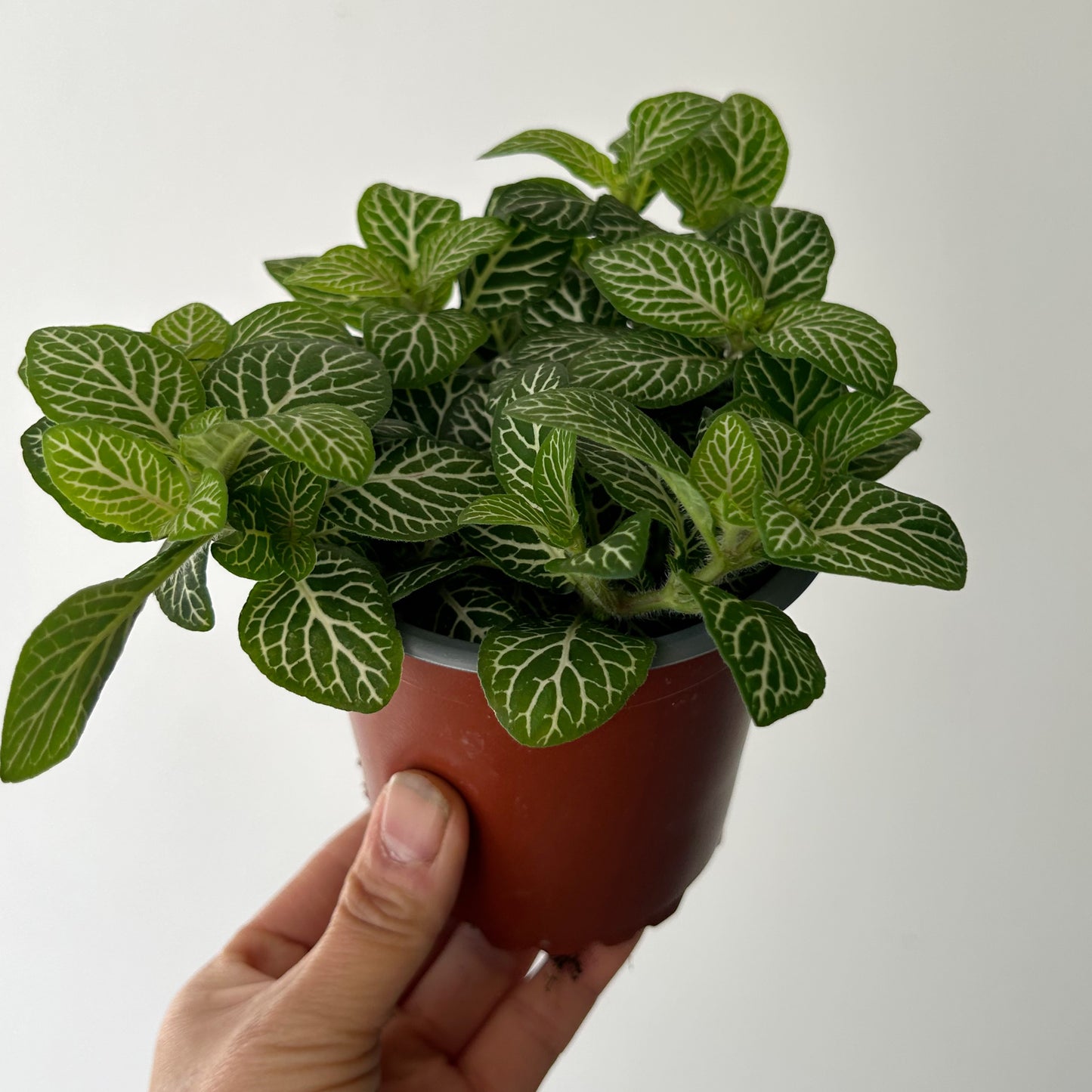 Nerve Plant “Lemon Lime” (Fittonia) 4”pot