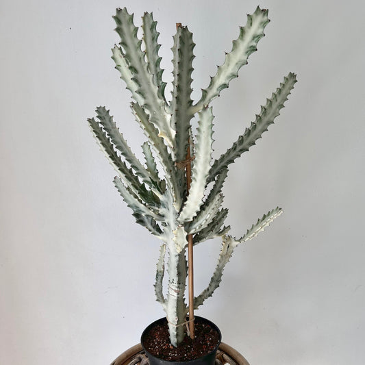 Euphorbia “White Ghost” approximately 2 ft tall in 6”pot