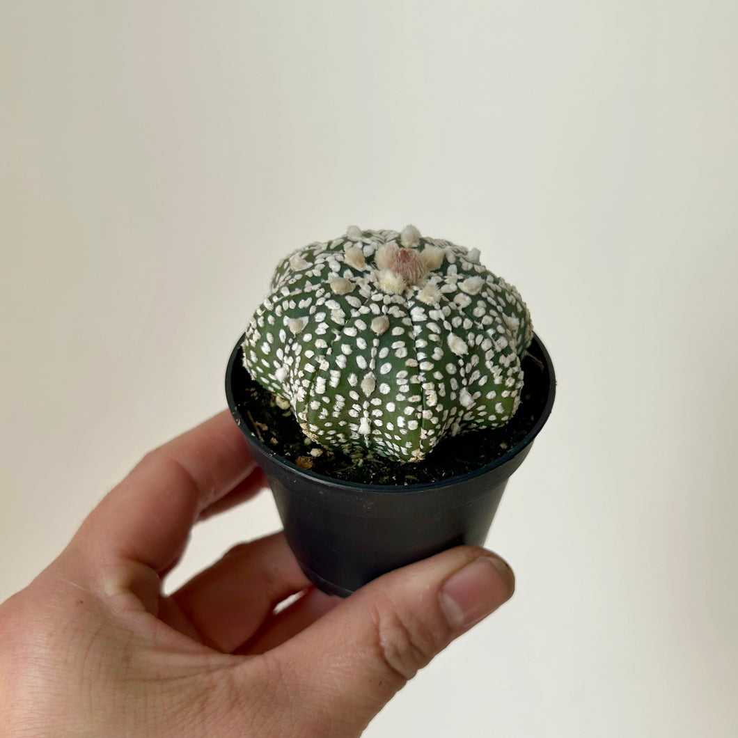 Astrophytum asterias super kabuto 2.5” pot