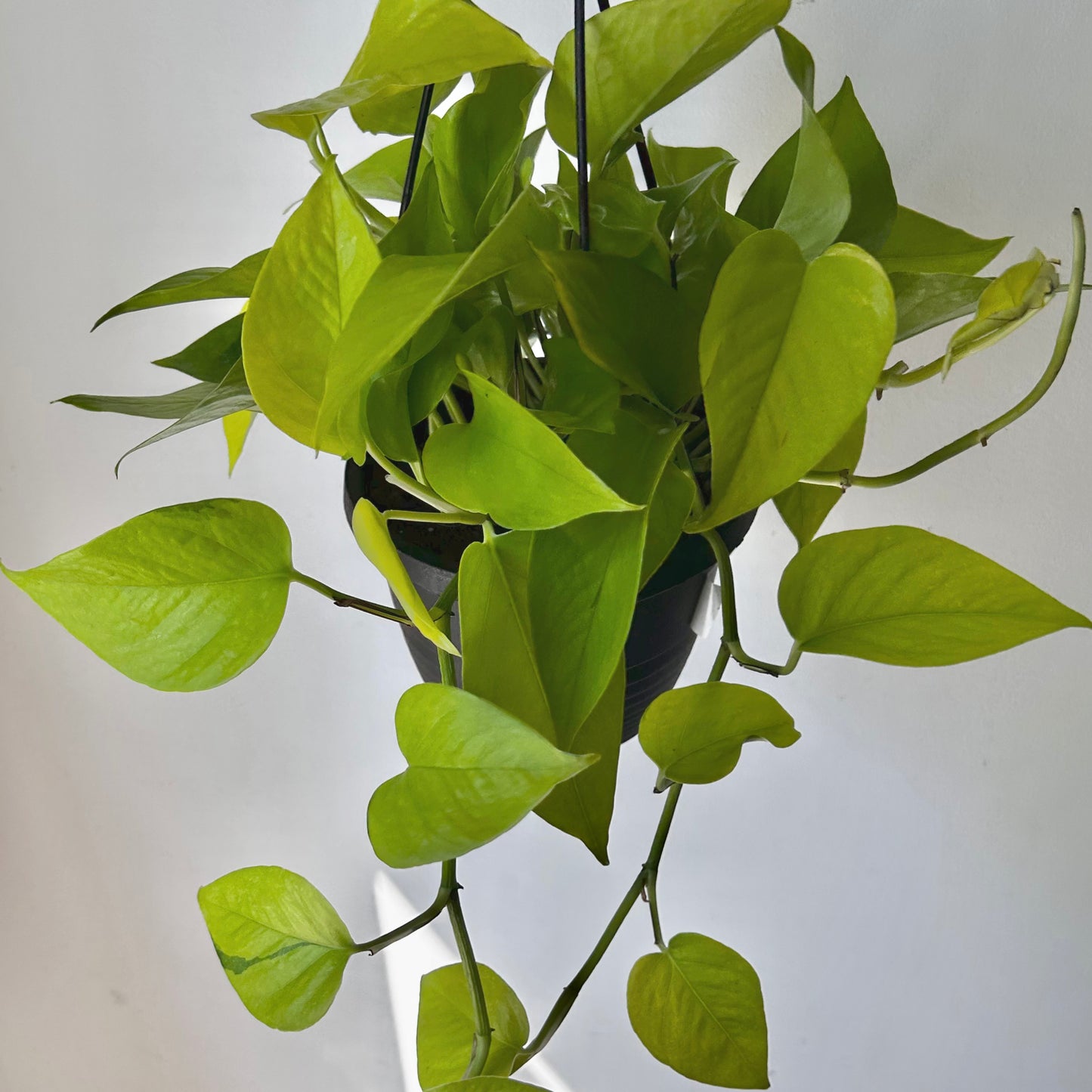 Neon Pothos 6” hanging basket