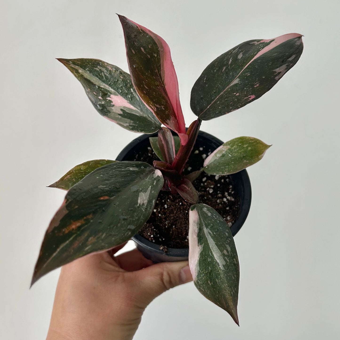 Philodendron “Pink Princess” 3.5”pot