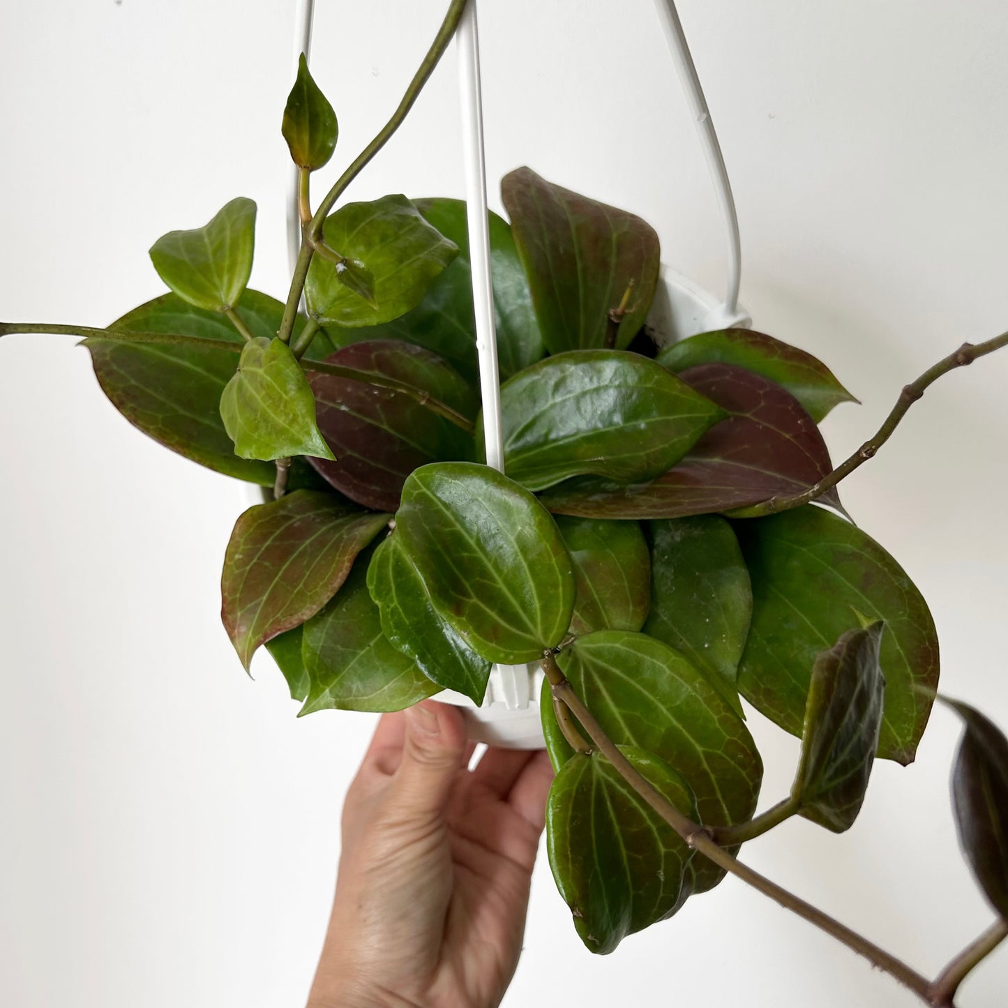 Hoya Qinquenervia 6” hanging basket