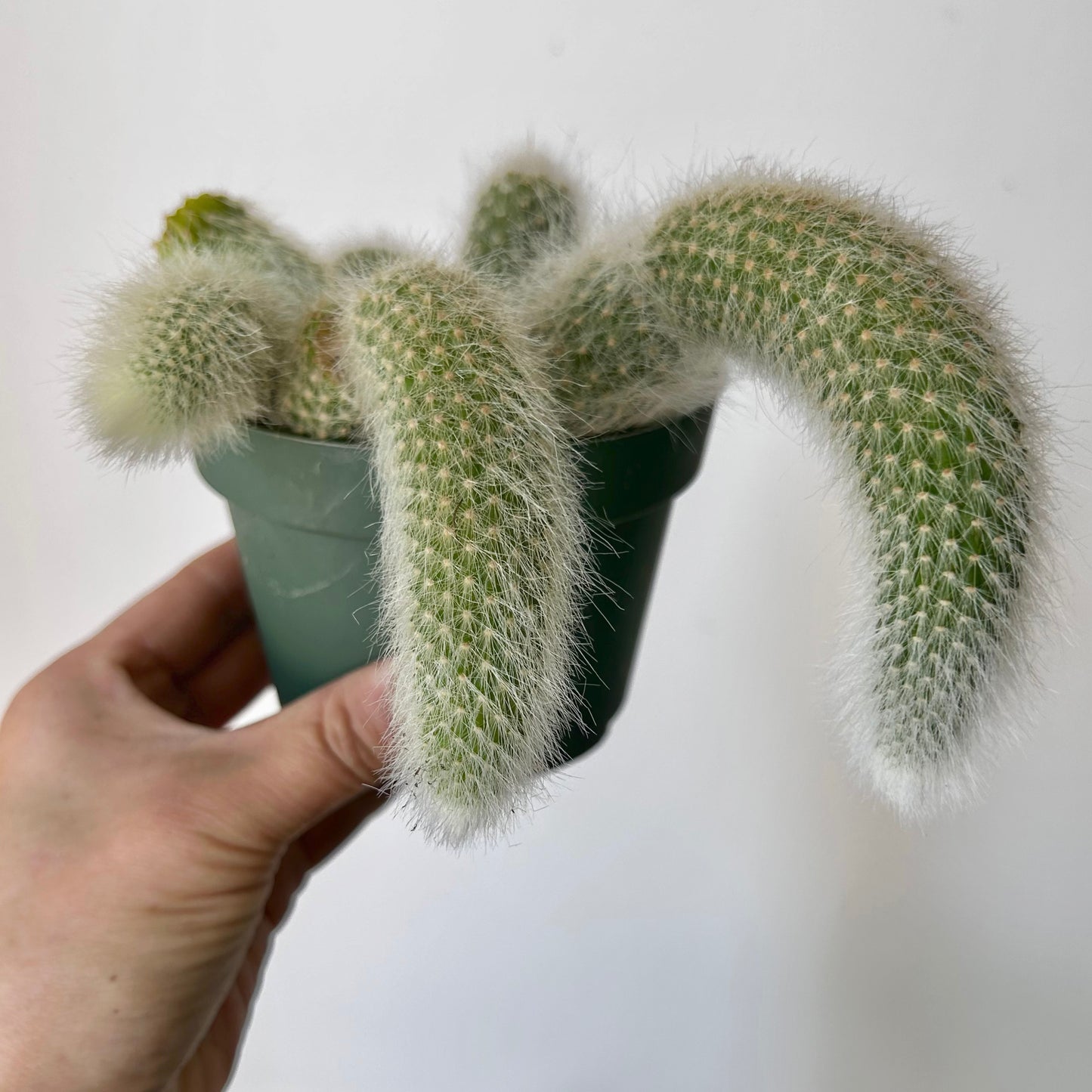 Monkey Tail Cactus (Cleistocactus colademononis) 4" pot