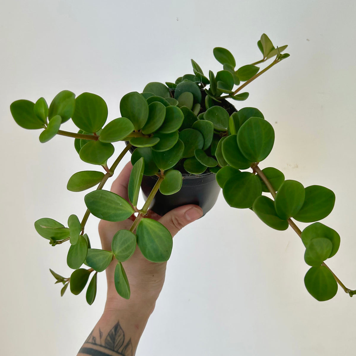 Peperomia "Hope" 4” pot
