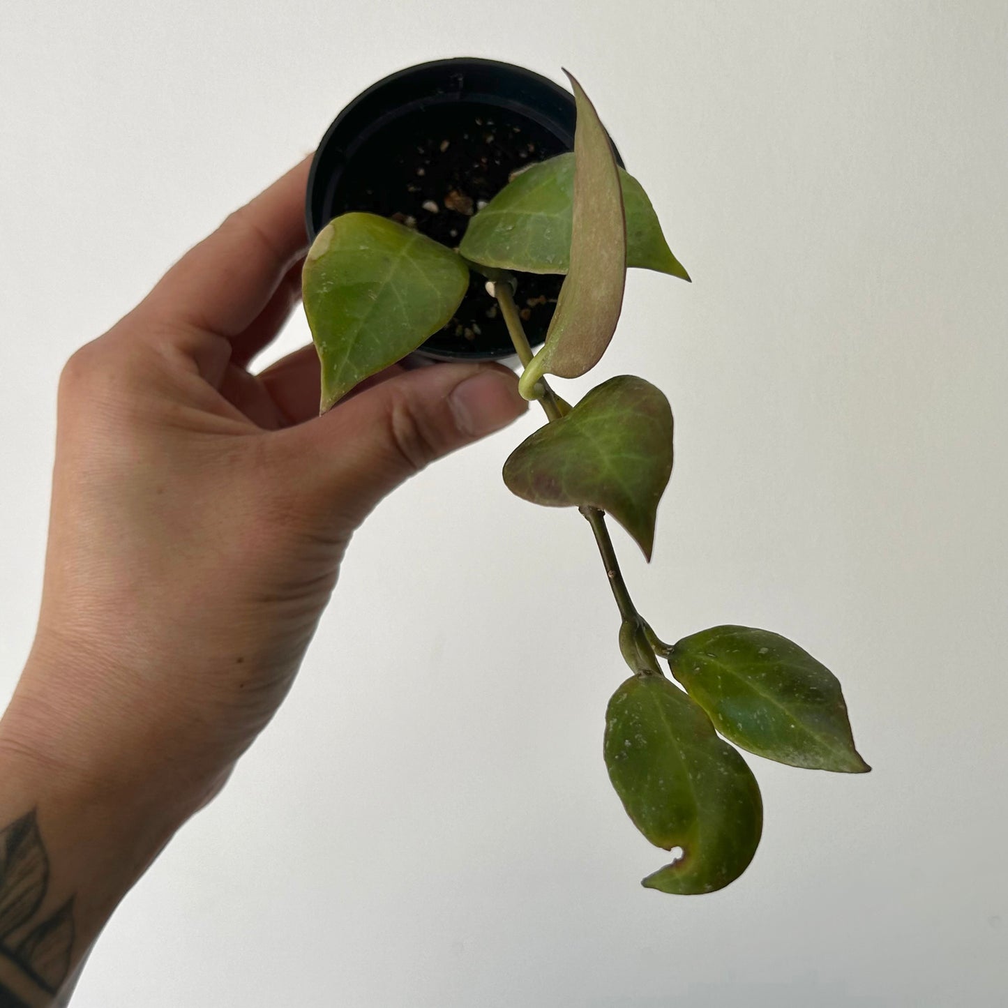 Hoya ‘Sunrise’ 2.5”pot