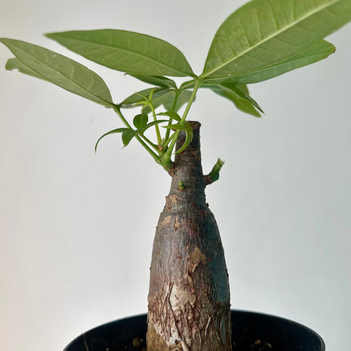 Money Tree Stump (Pachira aquatica) 4" pot