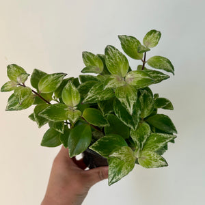 Variegated Lipstick Plant (Aeschynanthus) 4" pot