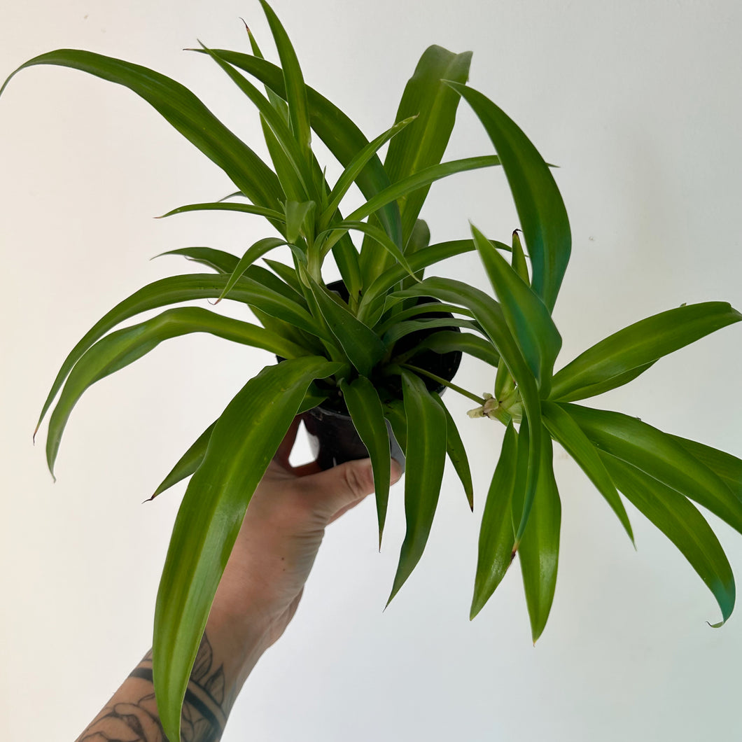 Spider Plant (Green) 3.5” pot