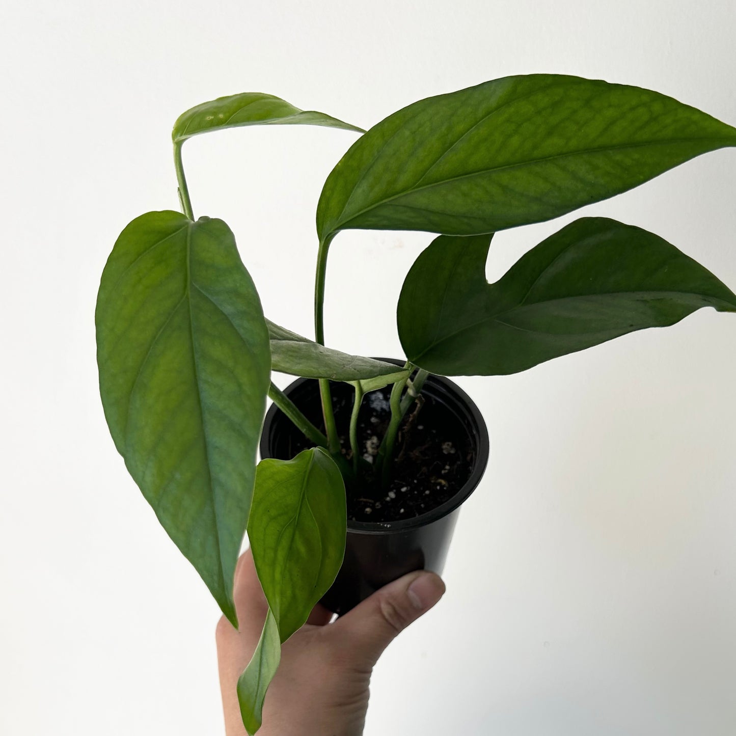 Pothos ‘Baltic Blue’ 3.5” pot