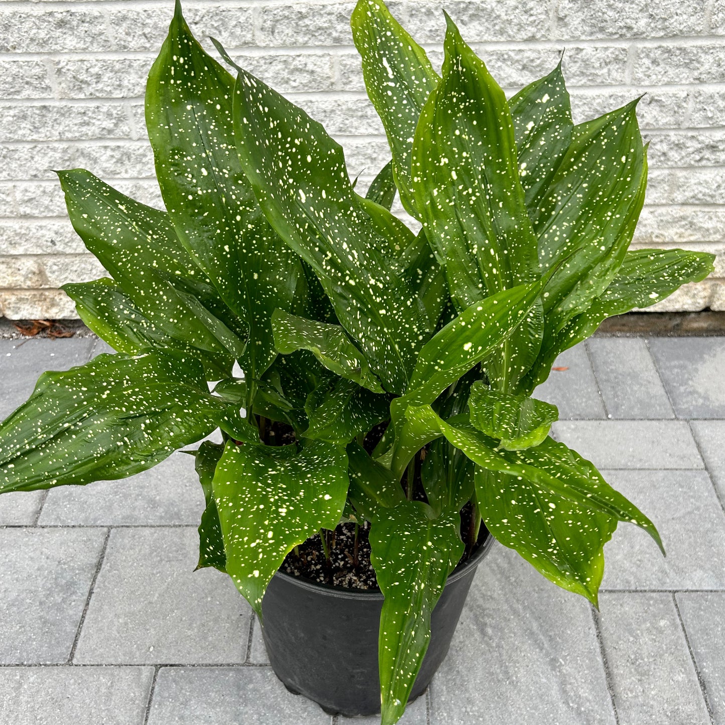 Cast Iron Plant (Aspidistra) “Mary Sizemore” approximately 2.5ft tall in  11”pot