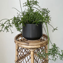 Load image into Gallery viewer, Rhipsalis cereuscula 6”hanging basket
