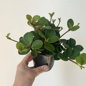 Peperomia “Hope” 3.5”pot