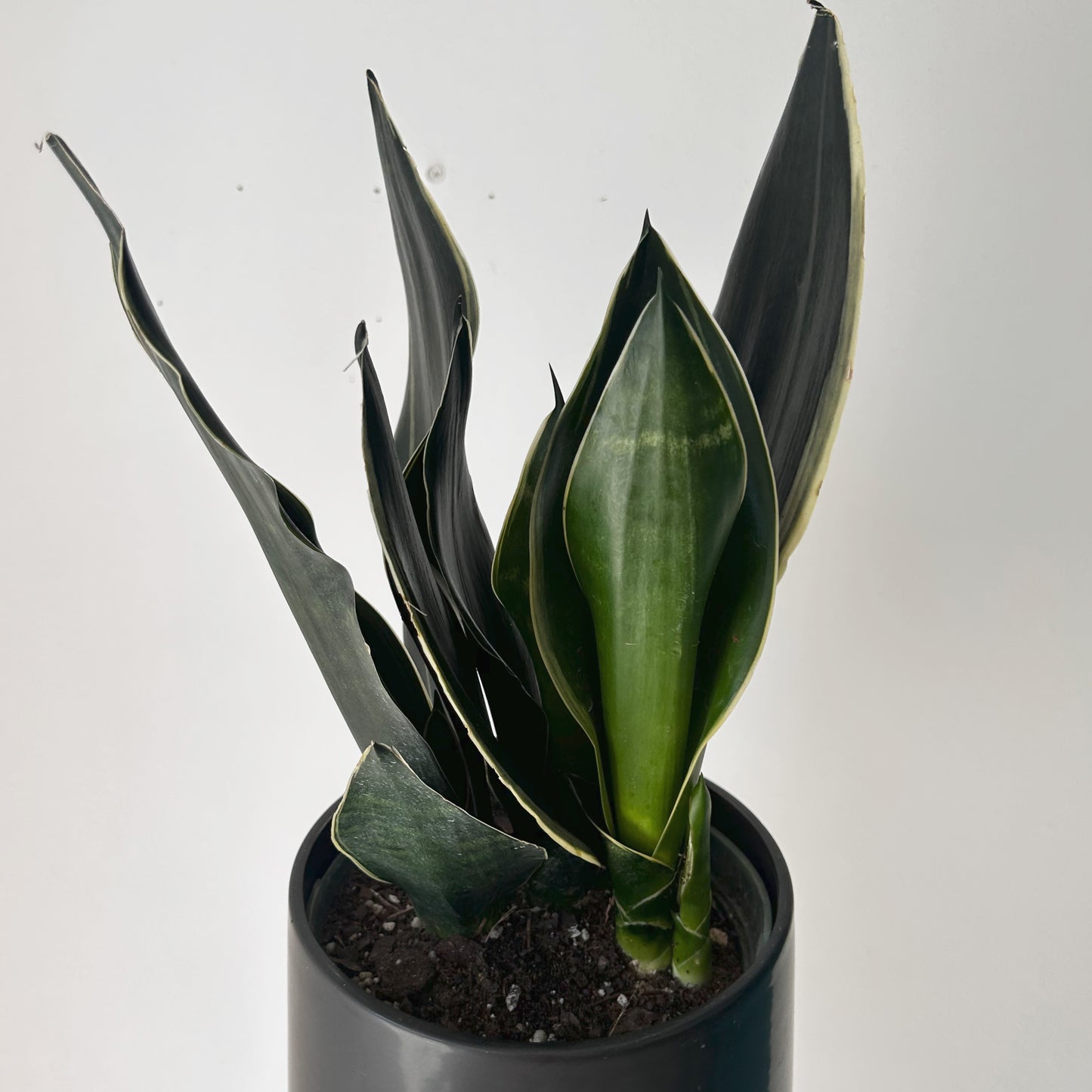 Sansevieria trifasciata “Fabi” 6” pot