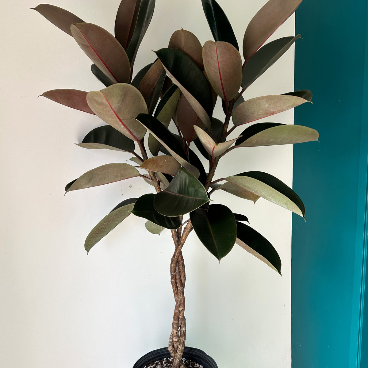 Burgundy Rubber Fig Tree (Ficus Elastica) braided stem approximately 4ft tall in 10” pot