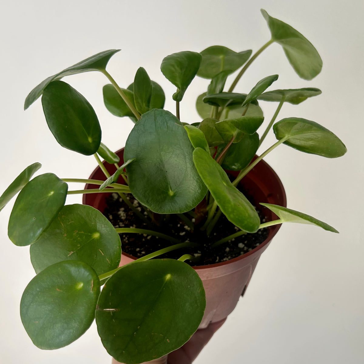 Chinese Money Plant (Pilea Peperomioides) 6”pot