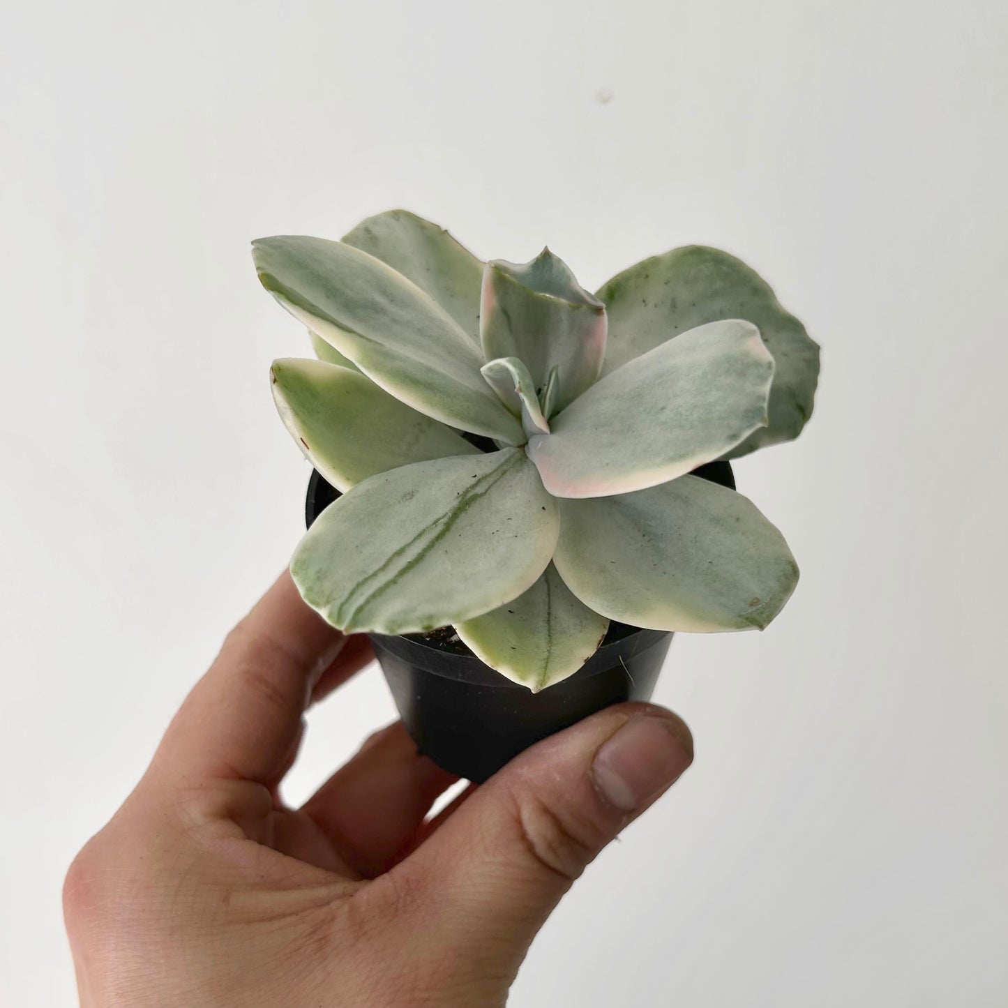 Variegated Echeveria Decora 2.5”pot