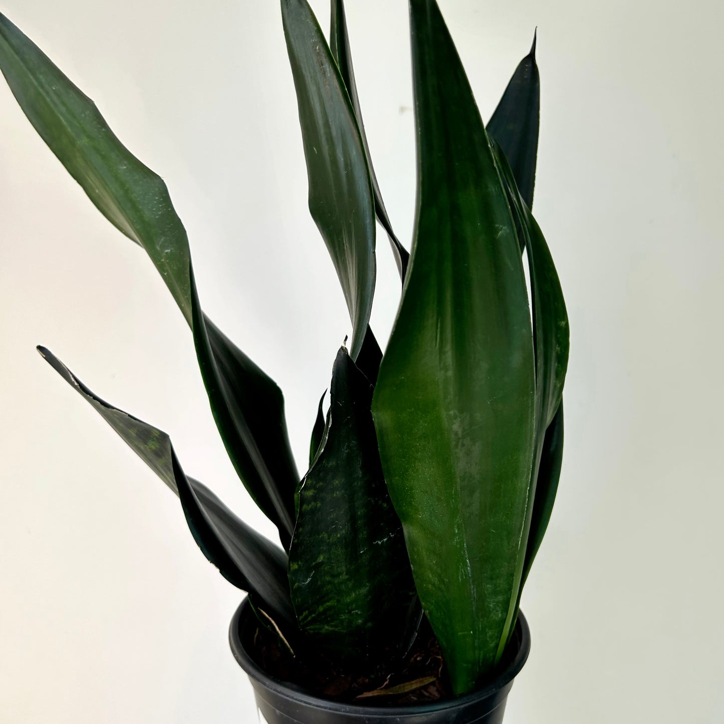 Sansevieria "Black Dragon" 6” pot
